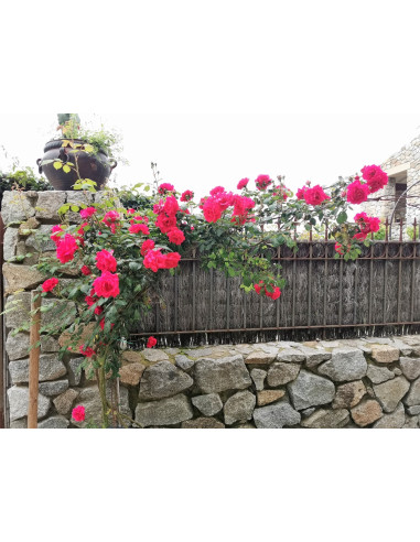 House renting in Perpignan : rent your furnished Venezia style house for your holidays