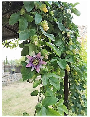 House renting in Perpignan : rent your furnished Venezia style house for your holidays