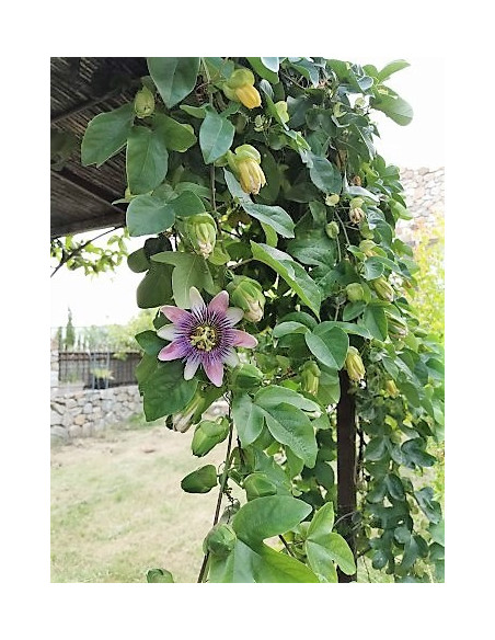 Mieten Ein Haus, Perpignan, möbliertes, Venezia-Stil, für Ihren Urlaub