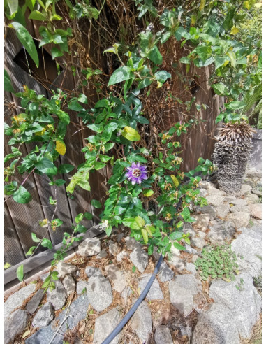 Venezia, location de gîte, piscine, meublé, à Perpignan pour vos vacances
