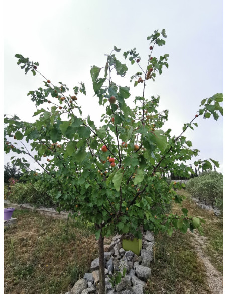 Mieten Ein Haus, Perpignan, möbliertes, Venezia-Stil, für Ihren Urlaub