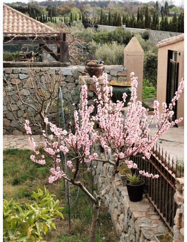 Granata, location vacances, gîte, piscine privée, meublé, proche centre ville, Perpignan