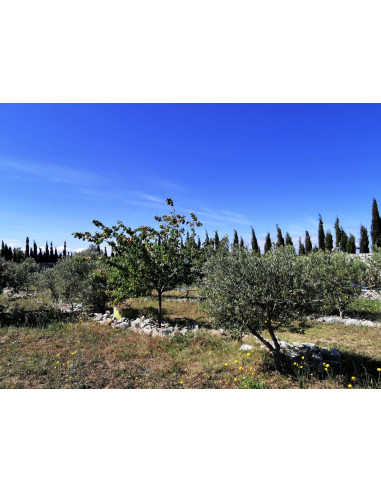 Granata, location vacances, gîte, piscine privée, meublé, proche centre ville, Perpignan